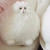 Simulation Long Tail Persian Cat Rich Cute Fat Cat Doll Plush Toys Foreign Trade Pillow New Seat
