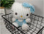 New Cat Doll Children 'S Gift Hello Kitty Plush Toy Rag Doll Pillow Valentine 'S Day Gift Grab Machine Doll