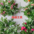 Plastic Artificial Flower Artificial Flowers Wedding Hotel Home Decoration New Plastic Fake Flower Rattan Artificial Plant