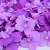 Simulated Pincushion Flower Row Beautiful Furnishings Decoration Emulational Lawn Artificial Flower Fake Lawn Simulation Rattan