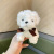 Paula Cute The Shaggy Dog Plush Pendant Keychain Simulation Poodle Roll Plush Doll and Bag Car Accessories