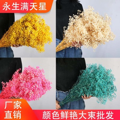 Preserved Fresh Babysbreath Factory Wholesale Dried Flower Color-Absorbing and Flower-Preserving Graduation Valentine's Day Teacher's Day Gift