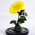 Teacher 'S Day Gift Preserved Fresh Flower Sunflower SUNFLOWER Sunflower Factory Amazon Ins Style