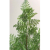 mulation high imitation fern tree horsetail fern plant potted decoration