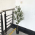 on olive tree plant potted decoration homestay soft landscape