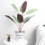 Artificial Beam Green Plant Pot Wall Decorative Plant   Desktop Decoration Plastic Fake Trees Imitative Tree Bonsai