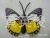 Low Price Supply Simulation Insect Butterfly Science and Education Model Children's Cognitive Plastic Toys Other Accessories