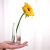 New Exquisite Electroplating Colorful Glass Vase Simple Flower Arrangement Water-Keeping Hydroponic Flower Pot Desktop Living Room Decoration