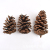 Golden Pine Nuts Yellow Pine Nuts Colored Pine Cones Dyed Pine Cones Spruce Cones Bunge Pine Cone Pine Cones Wholesale