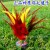 Big Eagle Shuttlecock Adult and Children Fitness for Training Competitions Shuttlecock Chicken Feather Kick-Resistant Feather Chicken Feather Key Shuttlecock