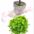 Artificial/Fake Flower Bonsai Pulp Basin Green Plant Leaves Daily Use Ornaments