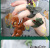 New Children Dinosaur Ring Scientific and Educational Toy Simulation Dinosaur Wild Animal Bird Cognition Hand-Painted Model Toy