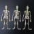 Plastic Skull Skeleton Halloween Decoration Luminous Skeleton Site Layout Props Human Skeleton Pendant Hanging Ghost
