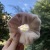 Factory Direct Sales Wholesale Korean Style Winter New Plush Large Intestine Hair Ring Ins Girly Temperamental All-Match Hair Accessories Hair Ring