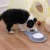 Dog Basin Dog Bowl Cat Bowl One-Piece Combination Double Bowl Anti-Tumble Non-Slip Silicone Pet Feeder Pet Supplies