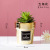 INS Nordic Style Simulation Cactus Pot Decoration Show Window Decoration Cactus Succulent Plant Golden Small Pot Plant