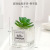 European Ins Mini Glass Basin Succulent Plants Pot Decoration Bonsai Desktop Interior Decoration Emulational Flower Decoration