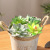 INS Decorative Artificial Artificial Succulent Pant Flowerpot Flower Arrangement Mini Multi-Color Optional Artificial Succulent Pant Fake Flowers