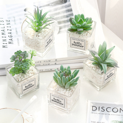 European Ins Mini Glass Basin Succulent Plants Pot Decoration Bonsai Desktop Interior Decoration Emulational Flower Decoration