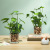 Creative Green Plants Four-Leaf Clover Lysimachia Christinae Simulation Potted Home Decoration Office Desktop Eye-Catching Artificial Plant Bonsai