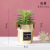 INS Nordic Style Simulation Cactus Pot Decoration Show Window Decoration Cactus Succulent Plant Golden Small Pot Plant