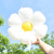 Wholesale Large Thick White Birthday Atmosphere Arrangement Balloon Daisy SUNFLOWER Shape Aluminum Film Balloon