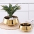 Nordic Style High-Grade Golden Phalaenopsis Flower Pot Hydrocotyle Succulent Flower Pot Home Furnishings Source