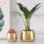 Nordic Style High-Grade Golden Phalaenopsis Flower Pot Hydrocotyle Succulent Flower Pot Home Furnishings Source