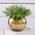 Nordic Style High-Grade Golden Phalaenopsis Flower Pot Hydrocotyle Succulent Flower Pot Home Furnishings Source