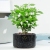 Ceramic Flower Pot European Ins Style Straight Pot Modern Home Desktop Decoration Amazon Green Plant Pot Container