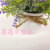 Artificial/Fake Flower Bonsai Plastic Basin Starry Sky Decoration Daily Use Ornaments