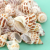 Natural Shell Conch Decoration Starfish Handmade DIY Fish Tank Aquarium Deck Landscaping Children's Toy Small Gift