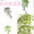 Artificial/Fake Flower Bonsai 5 Fork Wall Hanging Starry Decoration Ornaments