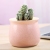 Ceramic Small Flower Pot Macaron Succulent Plant Pot Cross-Border Export Mini Small Sized Fresh Desktop Green Plant Pot