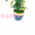 Artificial/Fake Flower Bonsai Ceramic Basin Green Plant Leaves Decoration Ornaments Living Room Bar Counter, Etc.