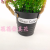 Artificial/Fake Flower Bonsai Iron Bucket Pots Lavender Daily Decoration Ornaments