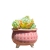 Internet Celebrity Seal Succulent Flower Pot Ceramic Ice Crack Cat's Paw Simple Fresh Candy Color Desktop Control Basin Breathable Cute