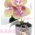 Artificial/Fake Flower Bonsai Ceramic Basin Phalaenopsis Daily Decoration Ornaments