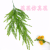 Artificial/Fake Flower Bonsai Five-Fork Wall Hanging Green Plant Living Room Dining Room and Other Pendant Products