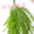 Artificial/Fake Flower Bonsai Five-Fork Wall Hanging Green Plant Living Room Dining Room and Other Pendant Products