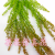 Artificial/Fake Flower Bonsai Five-Fork Wall Hanging Green Plant Living Room Dining Room and Other Pendant Products
