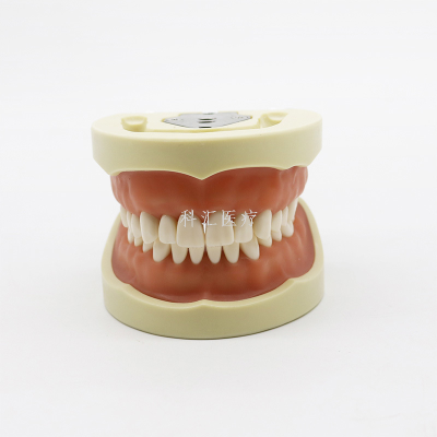 Dental Oral Practice Tooth Preparation Model 28 Teeth Replaceable Removable Model Soft Gum Hole Preparation