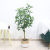 Nordic Indoor Living Room Floor Display Simulation Plant Potted Plastic Ivy Tree Bark Fulutong New Greenery Bonsai