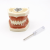 Oral Dental Tooth Model Tooth Preparation Practice Soft Gum Dental Cast Removable Oral Teaching Soft Gum