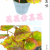 Artificial/Fake Flower Bonsai Autumn Green Plant Leaves Decoration Ornaments Bedroom Living Room Study, Etc.