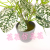 Artificial/Fake Flower Bonsai Ceramic Basin Green Plant Leaves Decoration Ornaments
