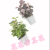 Artificial/Fake Flower Bonsai Plastic Basin Green Plant Leaves Living Room Office Bedroom and Other Decoration Ornaments