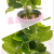 Artificial/Fake Flower Bonsai Plastic Basin Ginkgo Leaf Decoration Ornaments Living Room Dining Table, Etc.