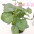 Artificial/Fake Flower Bonsai Green Plant Leaves Ornament Decoration Daily Necessities Desk Bar Counter, Etc.