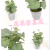 Artificial/Fake Flower Bonsai Green Plant Leaves Ornament Decoration Daily Necessities Desk Bar Counter, Etc.